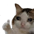 kittyok